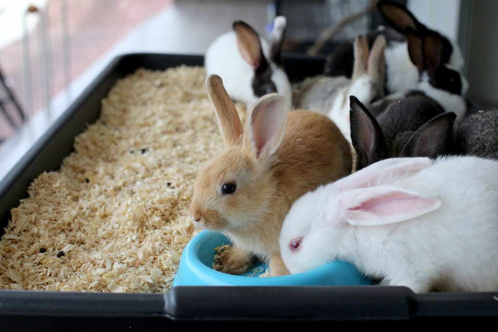 Rabbits gathering at a litter box during free roam