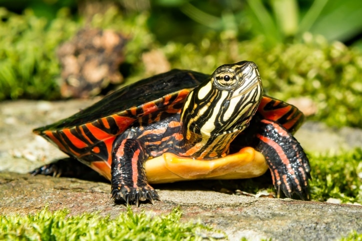 painted turtle