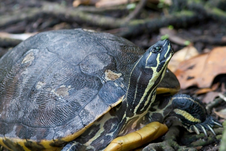 cooter turtle
