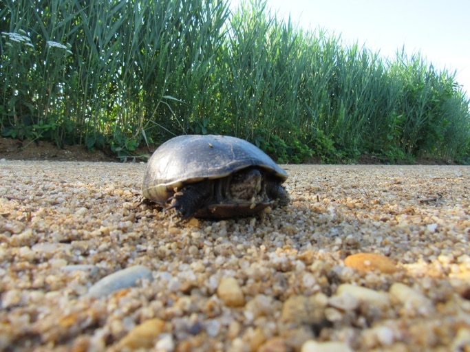 stinkpot turtle