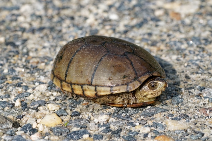 mud turtle