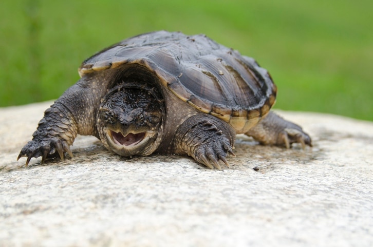 snapping turtle