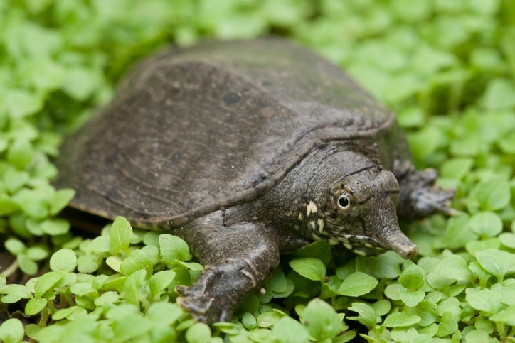 softshell turtle