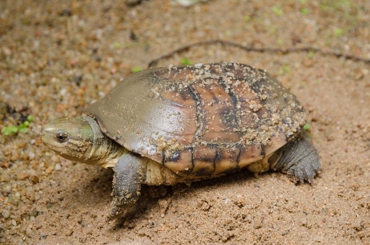 yellow pond turtle