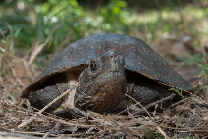 asian lea turtle