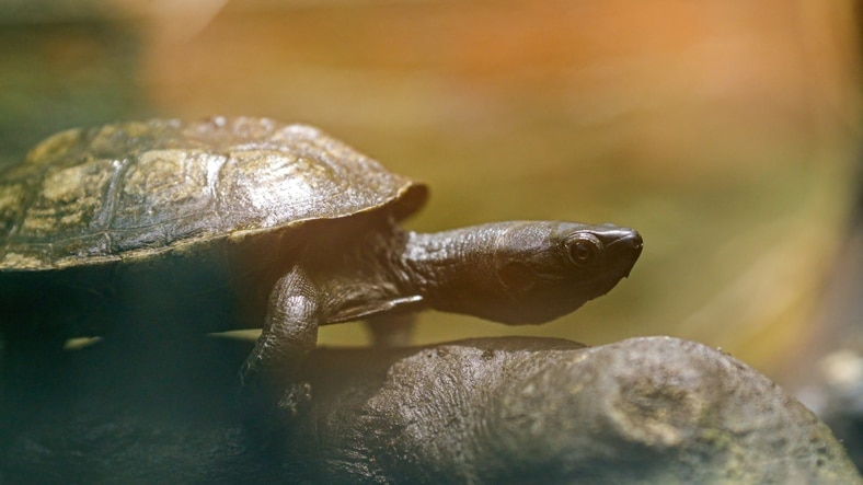 reeves turtle