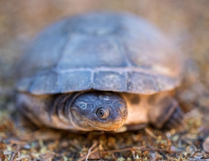 african side neck turtle