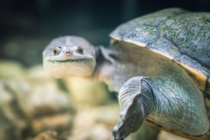 snake necked turtle