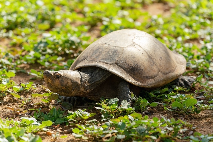 big headed turtle