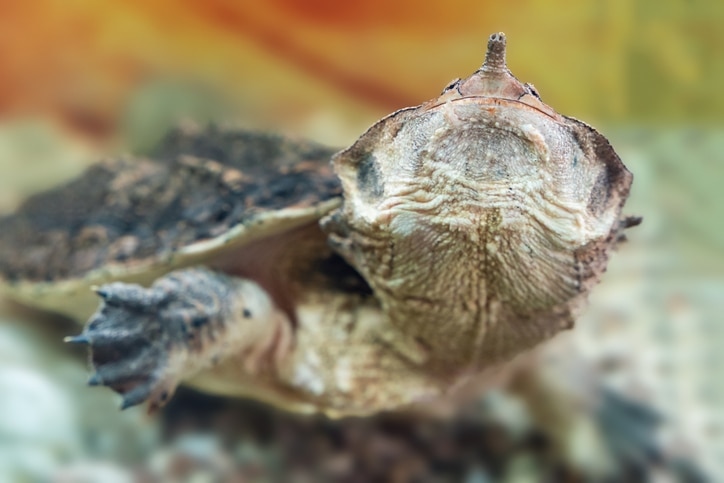 mata mata turtle