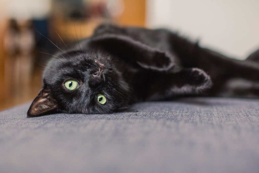 black cat lying down and looking at the camera upside down