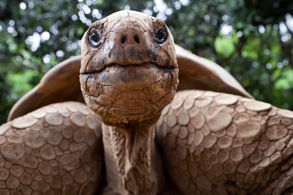 Close-up of old tortoise