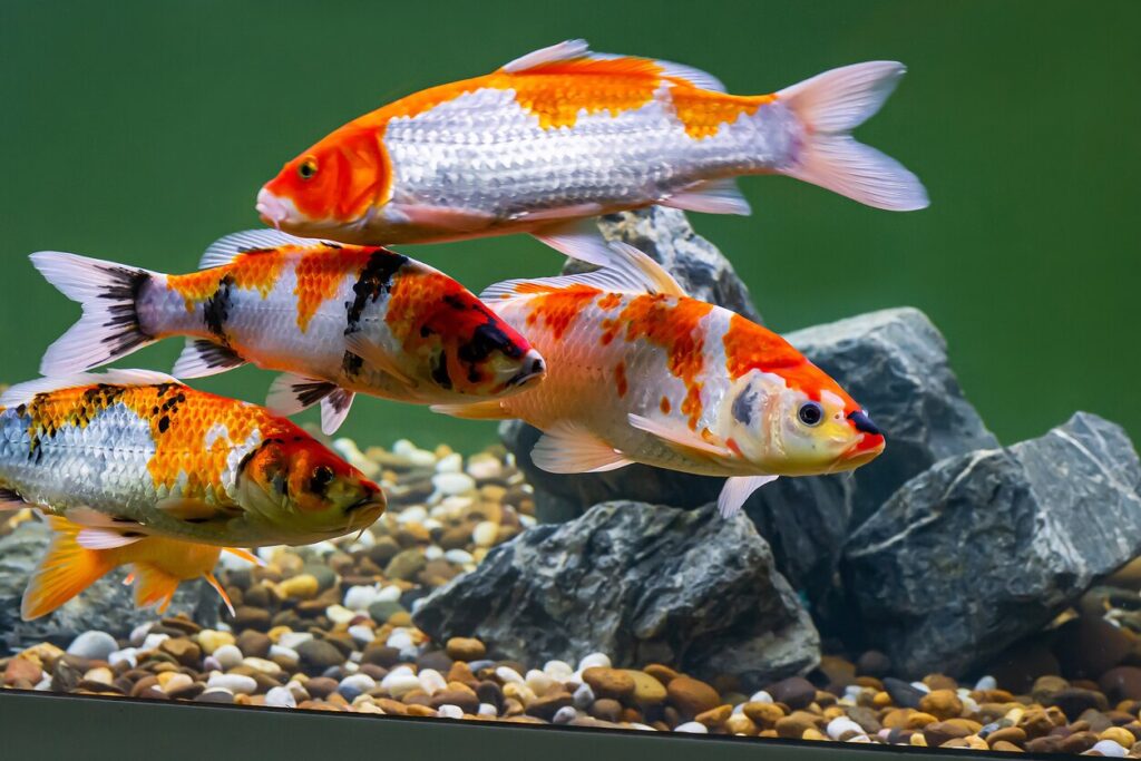 Koi fish in a pond