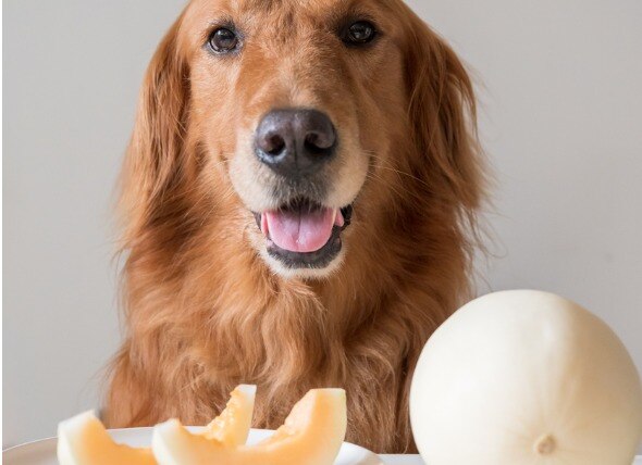 golden retriever sitting in front of a sliced canteloupe