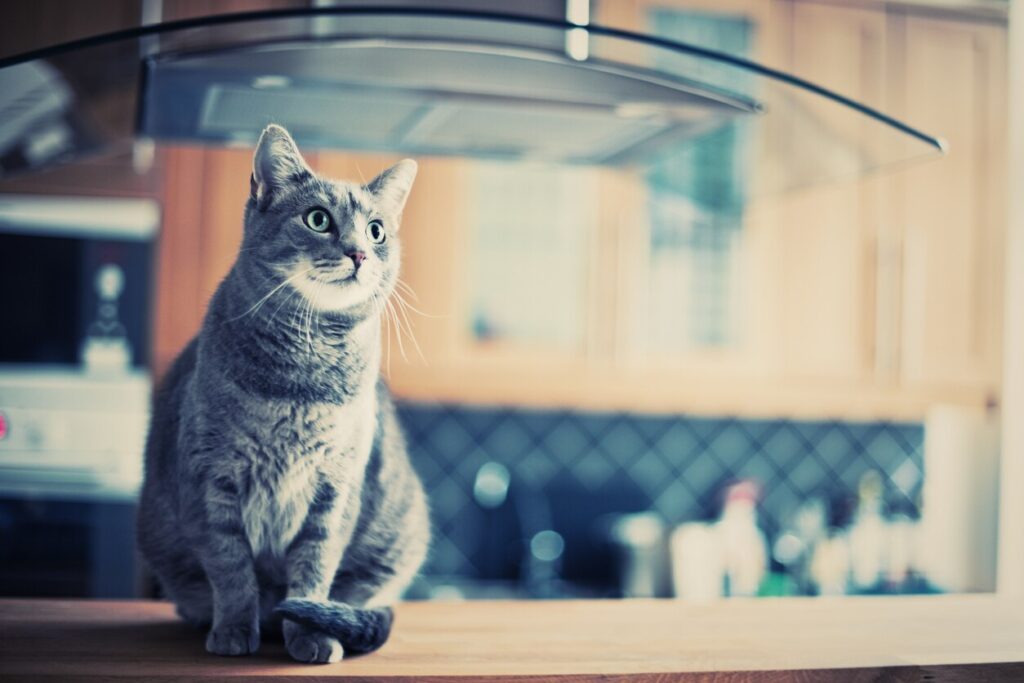 grey-tabby-cat-sitting-on-kitchen-counter