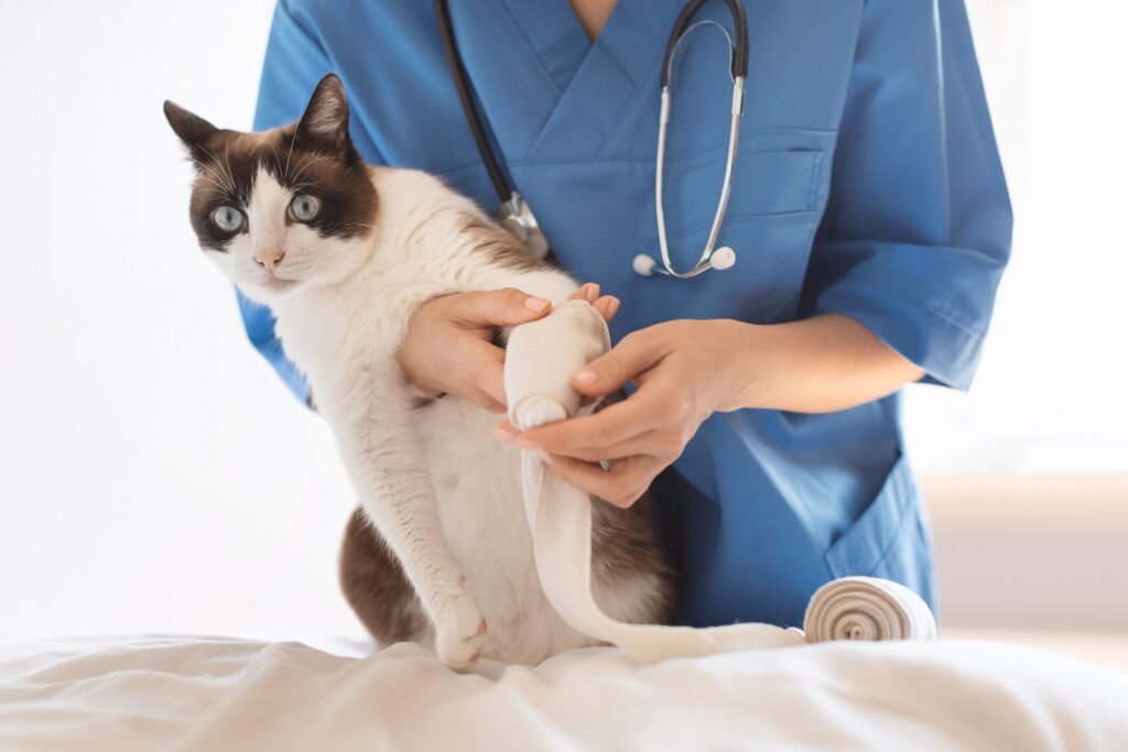cat limping; a cat's paw is tended to by their vet.