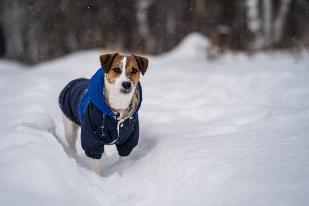jack russell dog in coat standing in snow