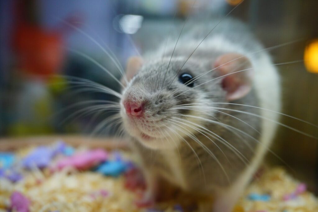 close-up of a gray and white rat