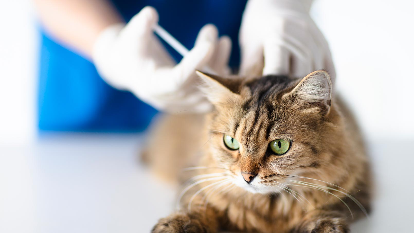 does-pet-insurance-cover-vaccines-chewy
