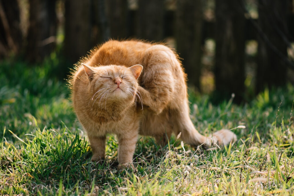 cat allergic reaction; a cat scratches themselves outside.