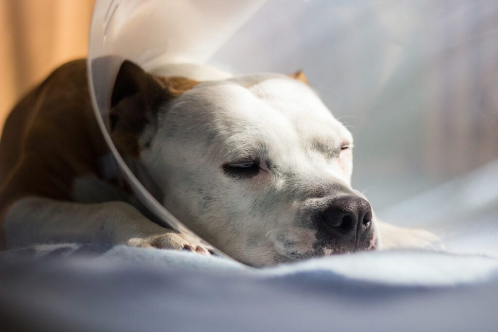 Burns In Dogs