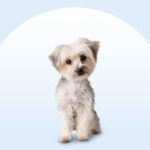 Morkie dog sitting on an isolated blue background