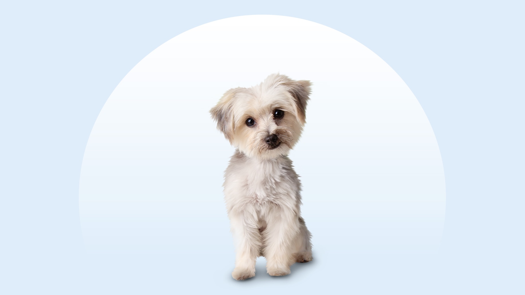 Morkie dog sitting on an isolated blue background