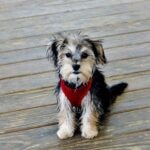 A small tricolored Morkie dog wearing a red harness and sitting on a wooden platform