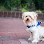 Cream-colored Morkie dog sitting while on a walk