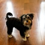 A black Morkie dog standing on a hardwood floor