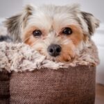close-up of a Morkie dog lying in a dog bed