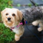 Morkie dog on a walk