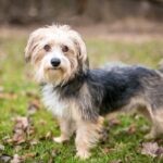Morkie dog standing in grass