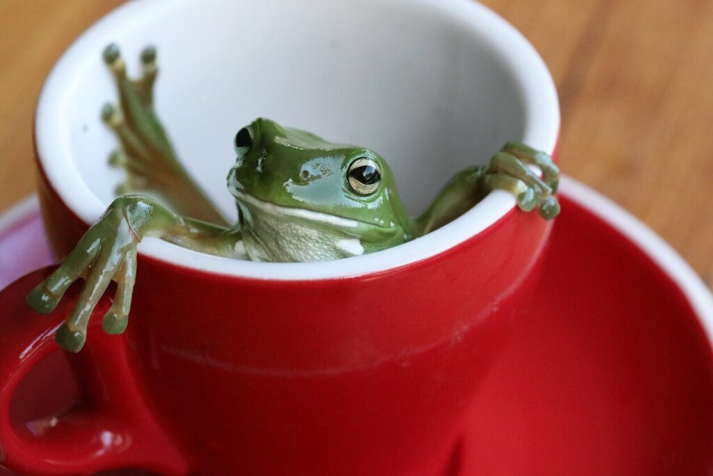frog-in-teacup