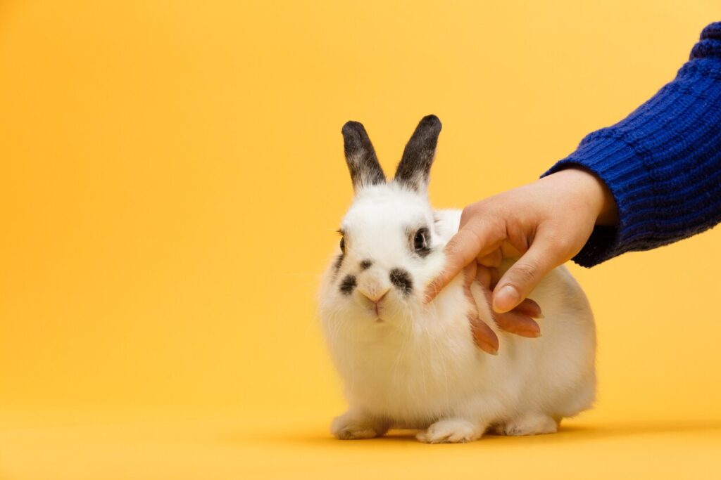 Rabbit Body Language: What Different Positions Mean | PetMD Rabbit Body Language: What Different Positions Mean | PetMD