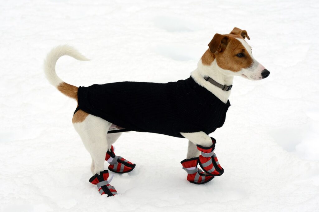 How to protect your dog's paws in winter: A dog wears dog booties to protect their paw pads.
