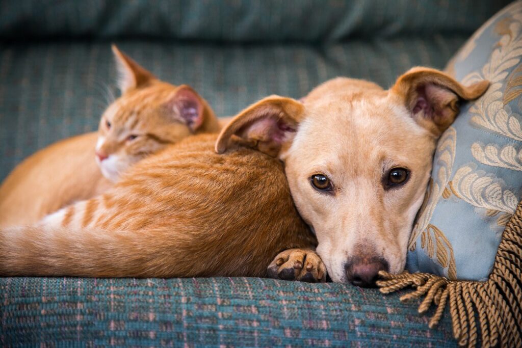Arthritis Pet Care: How to Help with Mobility & Comfort