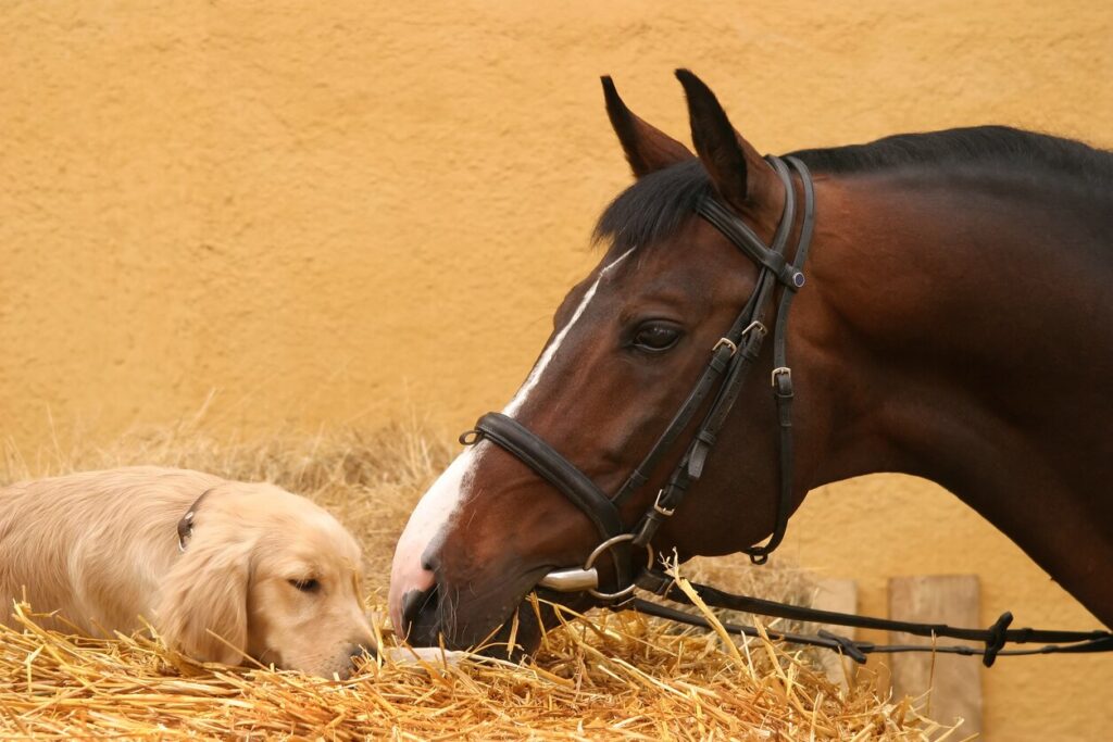 horse snuggling dog