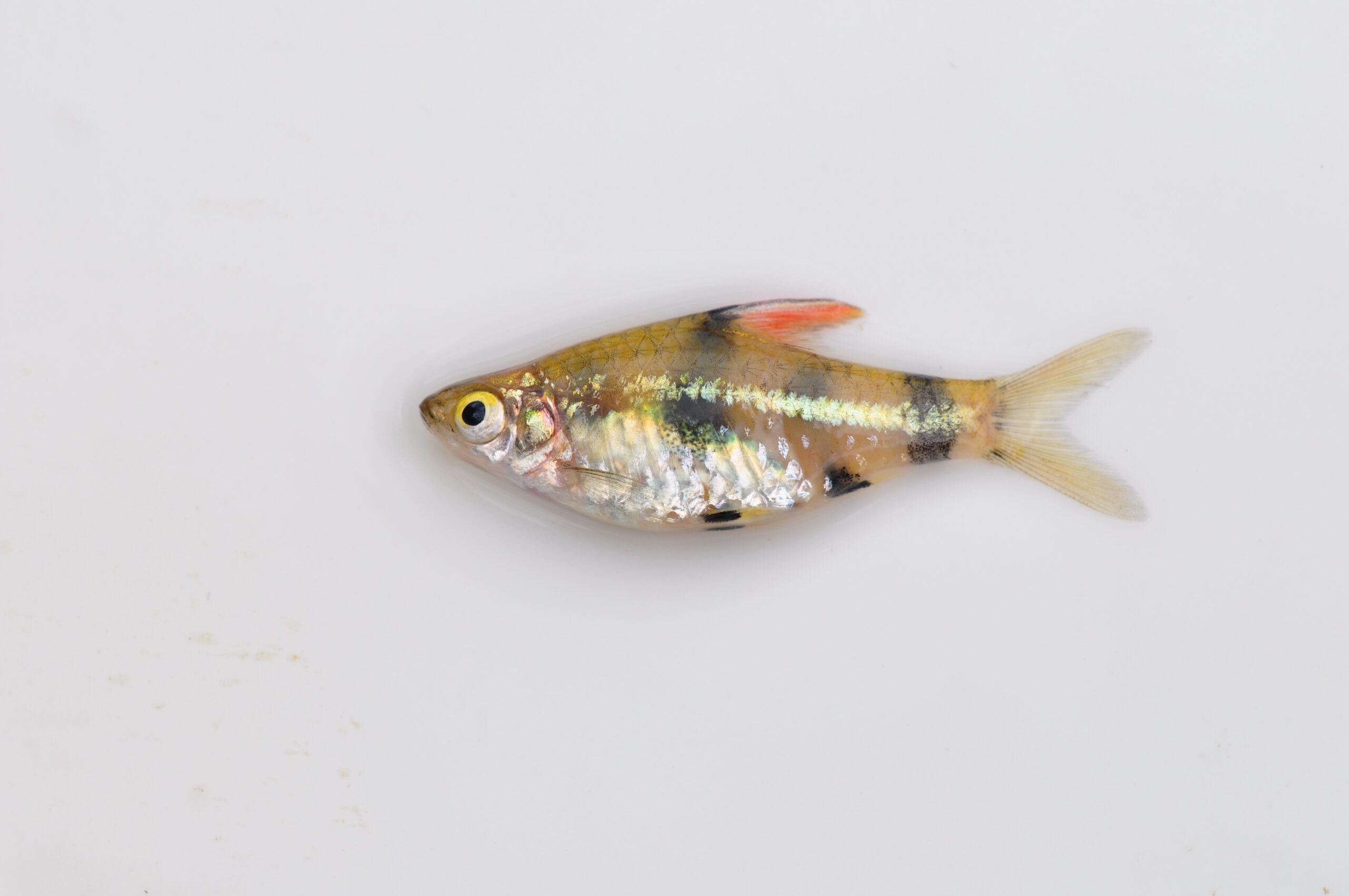golden dwarf barb