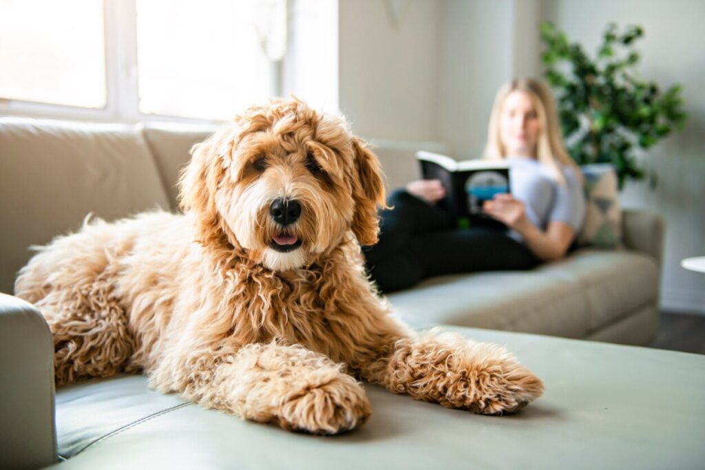 goldendoodle lounging on a couch