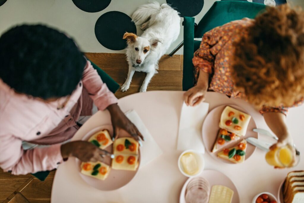 dog looking up at people eating
