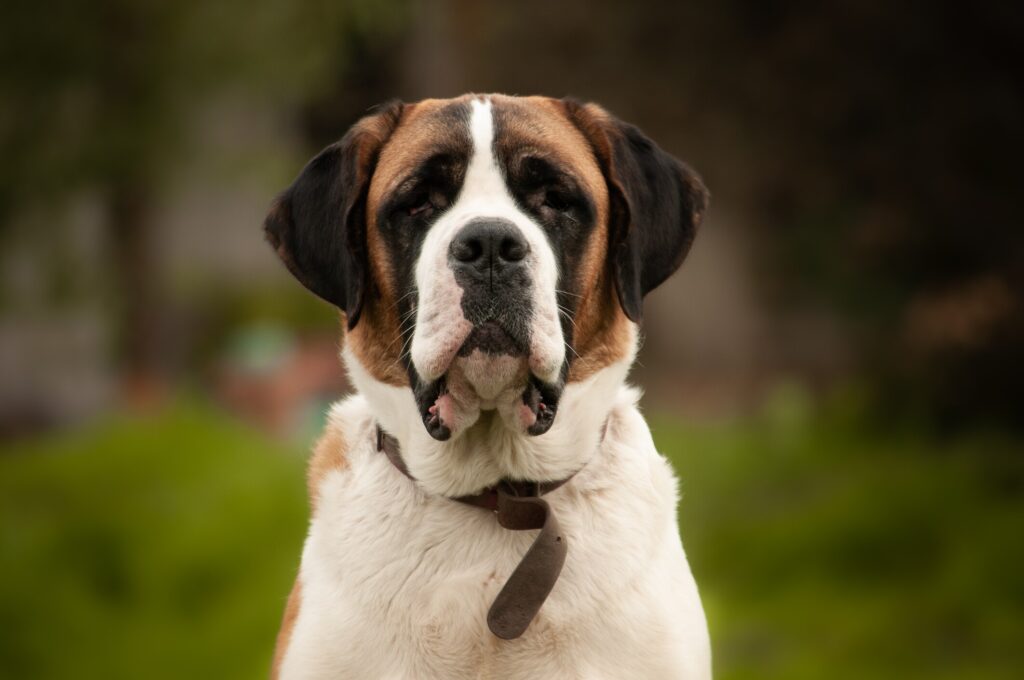 A Saint Bernard looks at the camera.