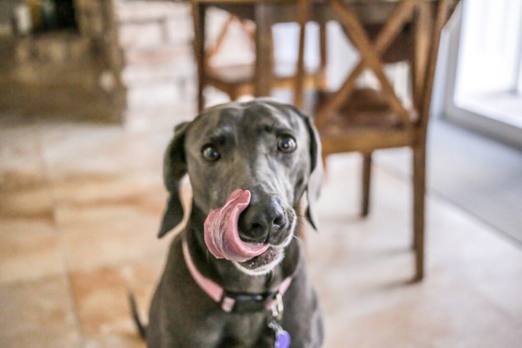 gray dog looking at the camera and licking his lips