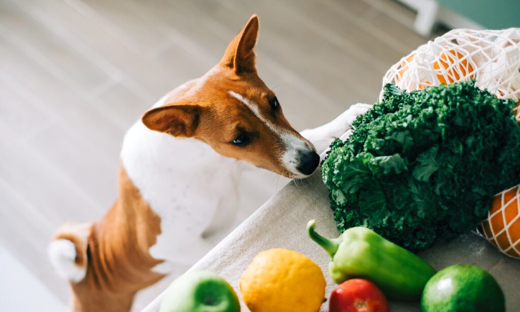 what vegetables can dogs eat: dog sniffing vegetables on kitchen counter