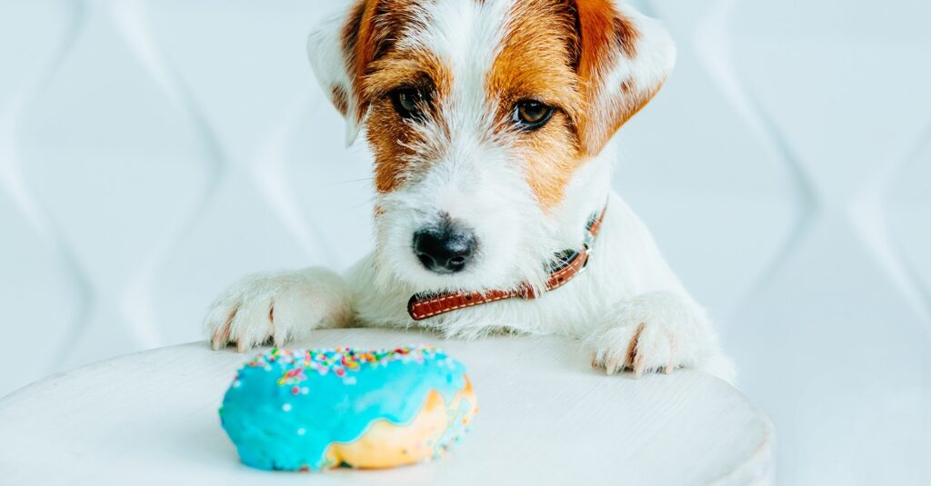 can dogs eat sugar: dog staring at a doughnut