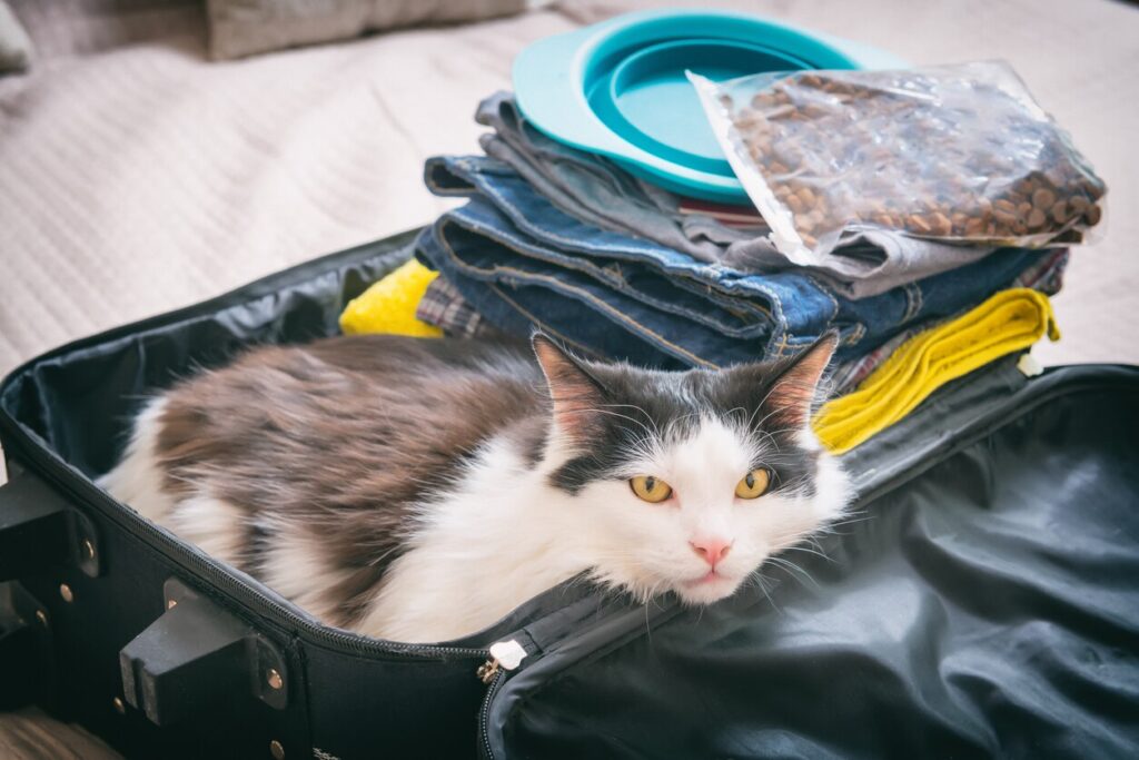 cat-lying-in-suitcase