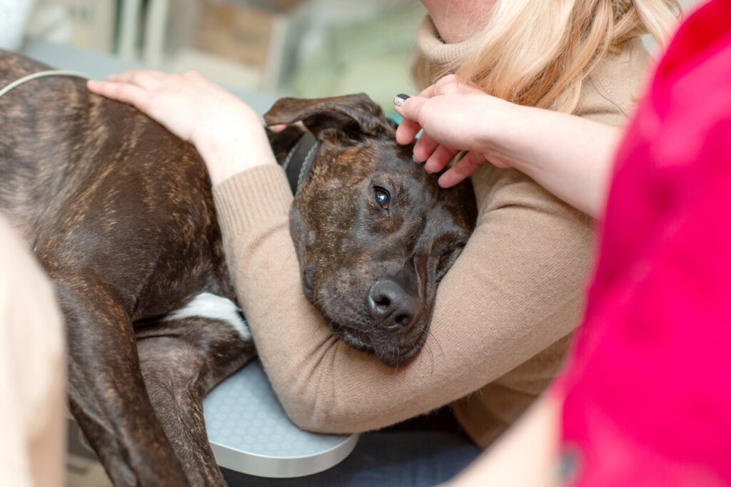 dog-being-held-by-human-on-vet-table
