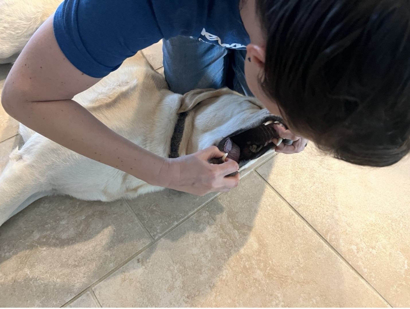 how to perform dog heimlich manuver; a vet opens a dog's mouth to see if they can extract the item.