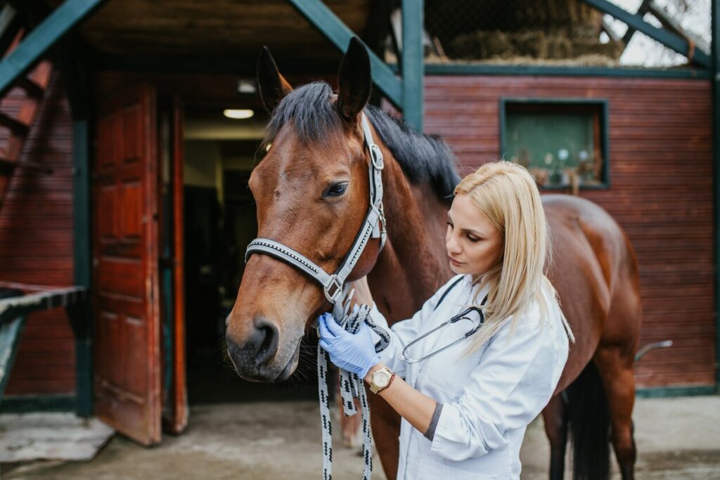 A veterinarian standing beside a bay horse