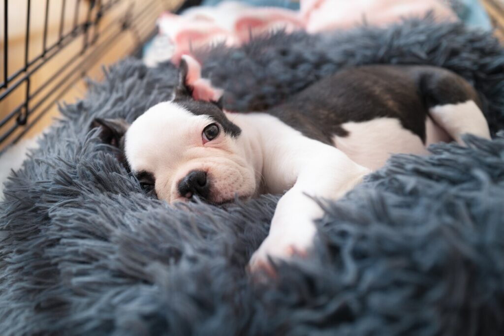 small-bull-terrier-puppy-snuggling-in-bed